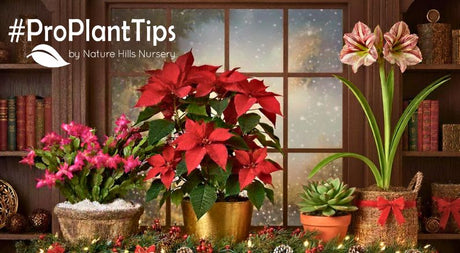 Christmas Plants Care Guide After the Holidays