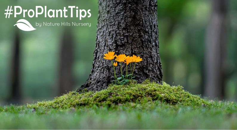 best companion plants to enhance trees and shrubs