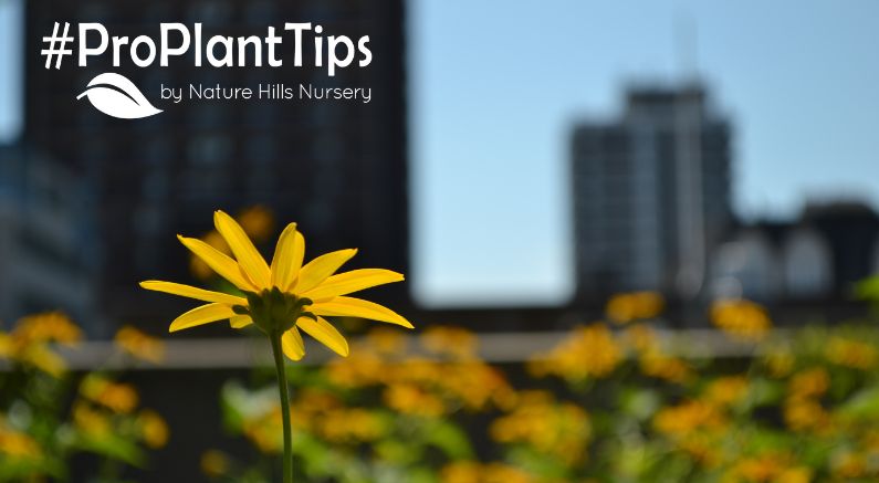 best Perennials for city pollution