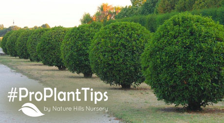 The importance of proper plant spacing