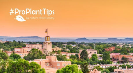 Drought-Tolerant Plants for Santa Fe Gardens That Shine - Nature Hills Nursery