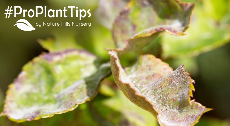 best plants that resist powdery mildew