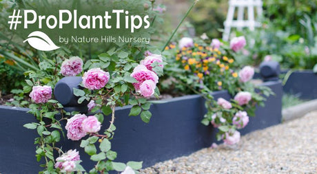 Raised Beds & Planters: Garden Smarts At Any Height - Nature Hills Nursery