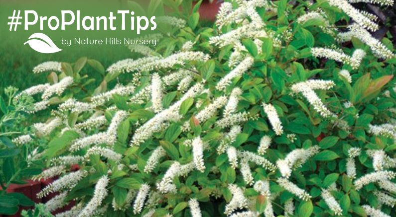 buy sweetshrubs at naturehills.com today!