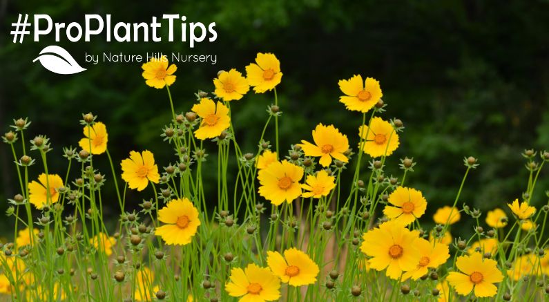 buy cheerful coreopsis at nature hills nursery