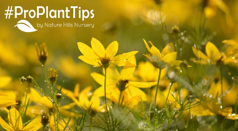 shop for coreopsis at nature hills today!