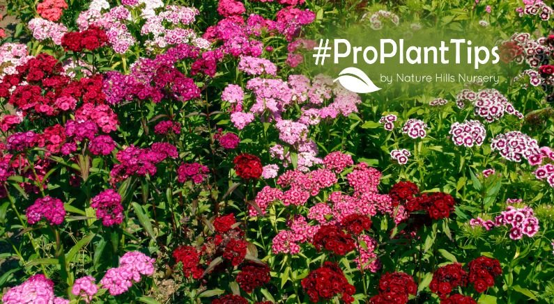 Top 10 Dianthus! Fragrant Low-Growing Beauties - Nature Hills Nursery