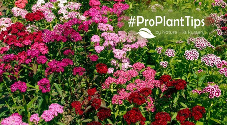 Top 10 Dianthus! Fragrant Low-Growing Beauties - Nature Hills Nursery