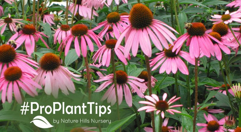 Top Coneflowers at naturehills.com
