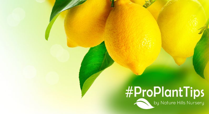 Pruning Lemon trees & trimming citrus right