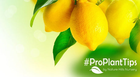 Pruning Lemon trees & trimming citrus right