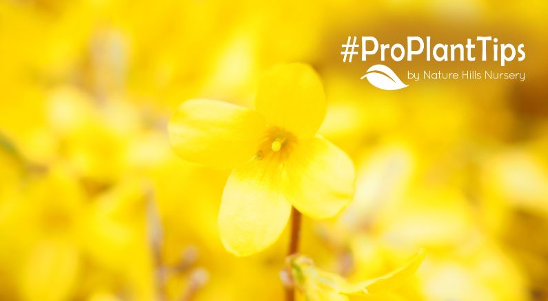 Forsythia bush care at Nature Hills!
