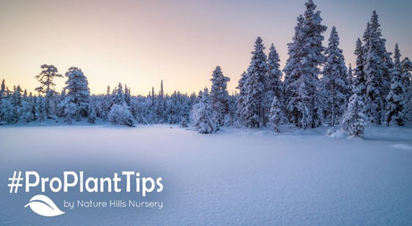 best cold-hardy trees for zones 2 & 3