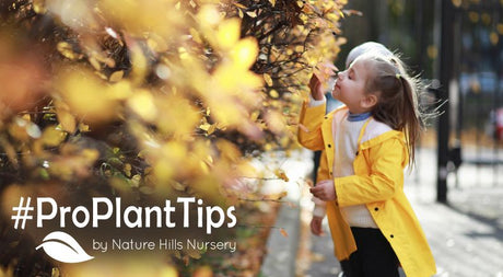 the most aromatic foliage plants at Nature Hills