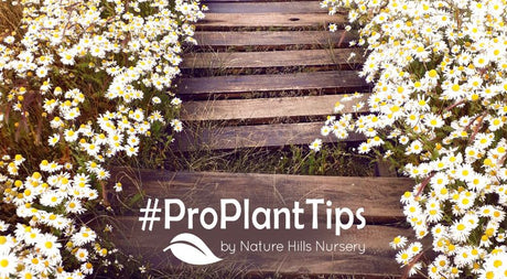 Best pathway plants for foot traffic