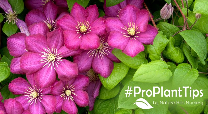 order Clematis today at nature hills!