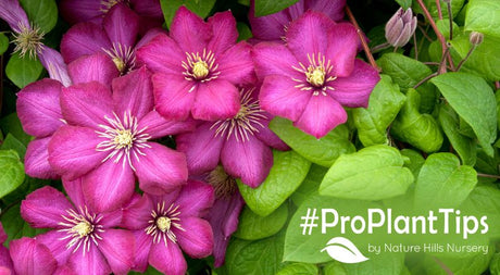 order Clematis today at nature hills!