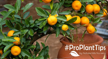 best fruit trees in pots at nature hills