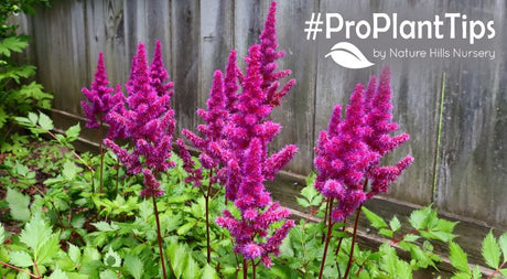 How To Use Astilbe In The Garden!