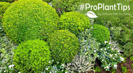 best evergreen shrubs for year round appeal