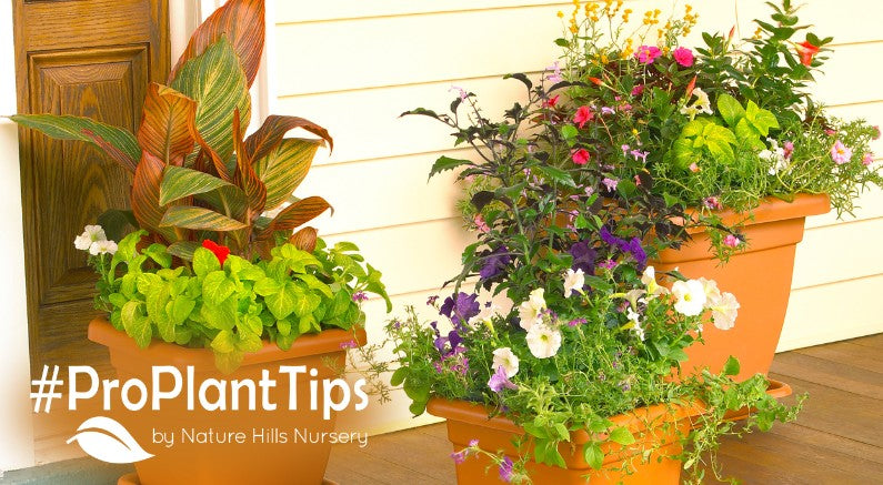 Mix Planter Ideas at Nature Hills Nursery!