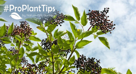shop for elderberry bushes at nature hills