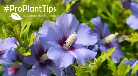 shop rose of sharon at nature hills