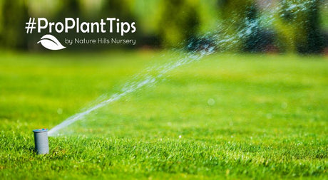 Why Deep Watering Your Lawn Is the Secret to a Healthy Yard - Nature Hills Nursery