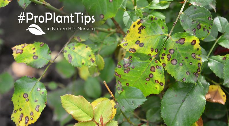 Learn how to ID, prevent & treat top Rose diseases