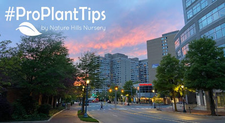 Cultivate Beauty With A Dash Of History In Chevy Chase MD! - Nature Hills Nursery