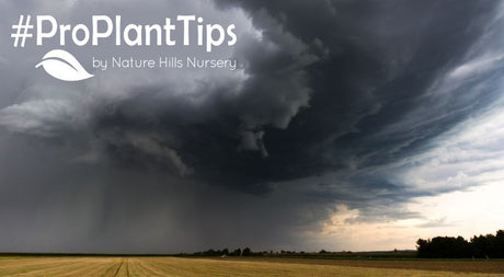 After The Storm - Helping Your Landscape Recover - Nature Hills Nursery