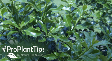 caring for and planting holly at naturehills.com