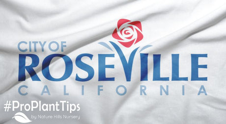 Heat-Tolerant Plants for Roseville: Sunny Yard Solutions - Nature Hills Nursery