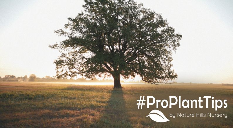 The benefits of a single tree! Shop at naturehills.com
