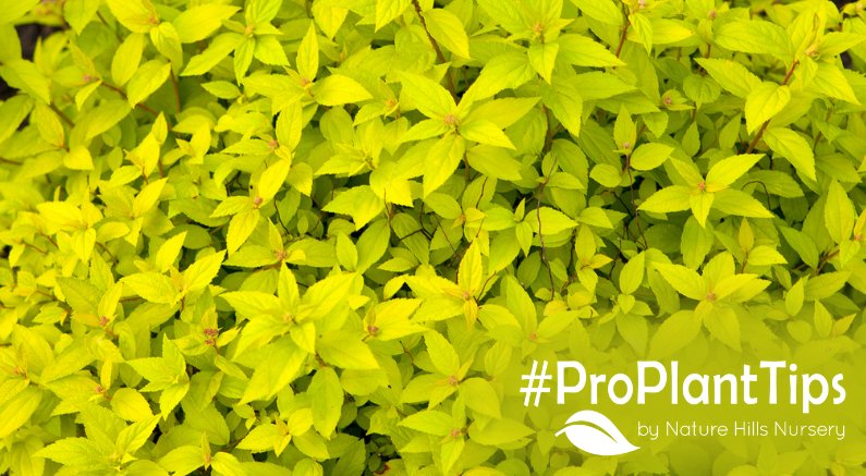 shop the best shrubs with chartreuse foliage