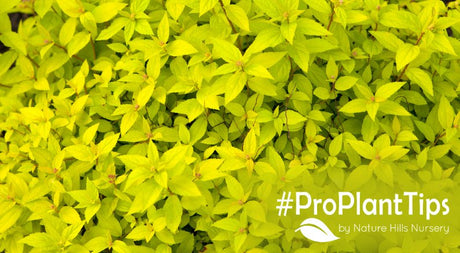 shop the best shrubs with chartreuse foliage
