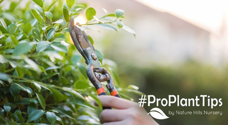 Pruning in July at Nature Hills Nursery