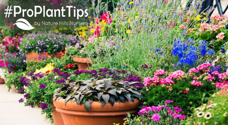 container gardening success in the summer heat
