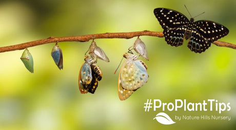 Top Butterflies! Who's Visiting Your Garden?