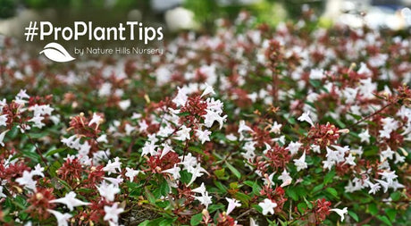 The Flowering Shrub That Has It All: Meet Abelia! - Nature Hills Nursery