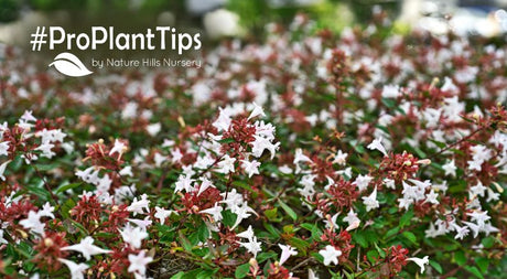 Beautiful Abelia Bushes at Nature Hills!