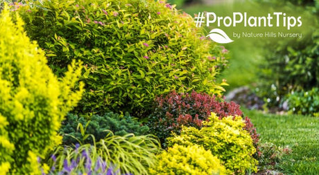 Fastest-Growing Shrubs At Nature Hills Nursery! - Nature Hills Nursery