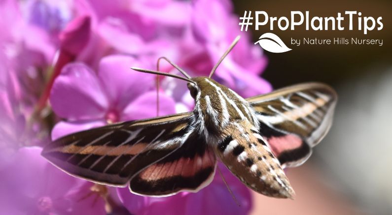 attracting beneficial moths to your garden