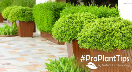 To dwarf evergreen shrubs for space-saving beauty