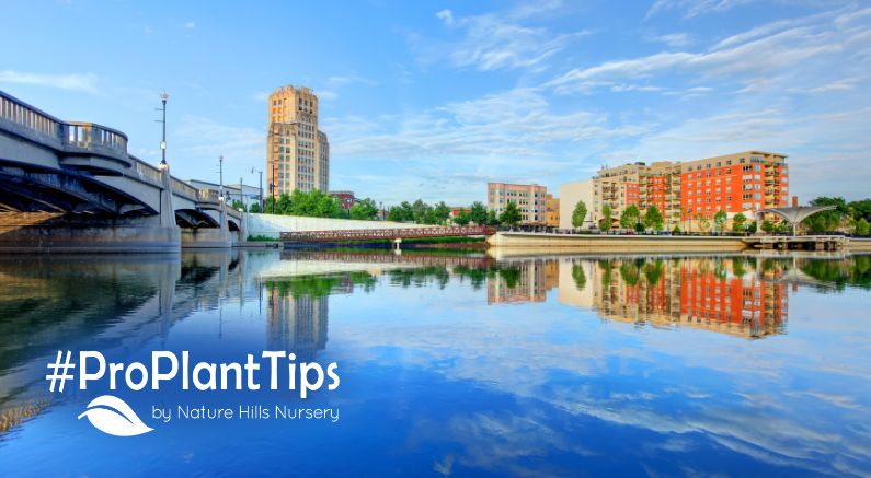 Best natives for Elgin Illinois