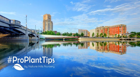 Best natives for Elgin Illinois