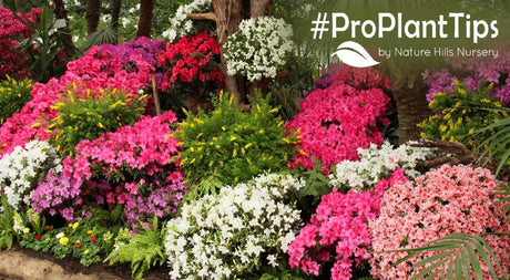 best dwarf flowering shrubs for space-saving design!