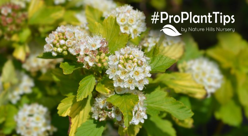 Top Ninebark Bushes at Nature Hills!