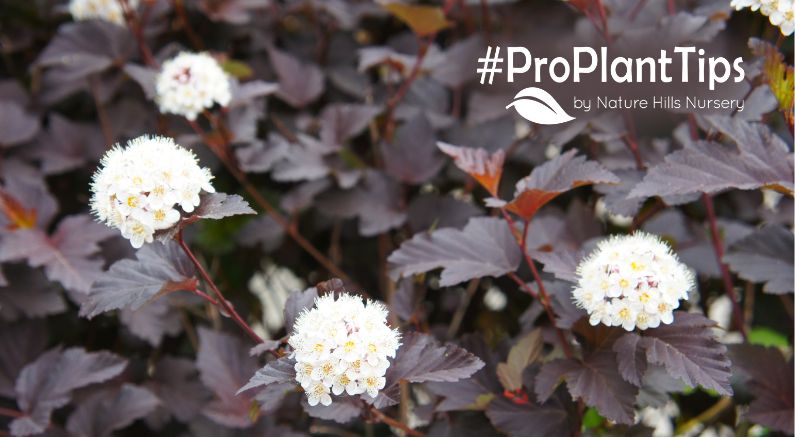 Caring For Ninebark Bushes: A Colorful Garden Favorite! - Nature Hills Nursery