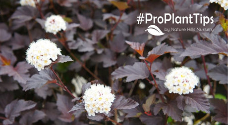 Caring For Ninebark Bushes: A Colorful Garden Favorite! - Nature Hills Nursery
